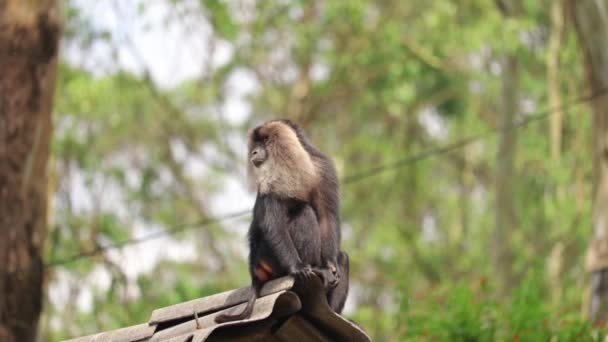 Lion Tailed Macaque Sitting Roof Looking Itself While Chewing Something — Stock Video