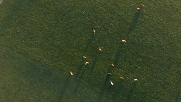 Herd Cows While Grazing Green Field Bavarian Alps Area — Vídeos de Stock