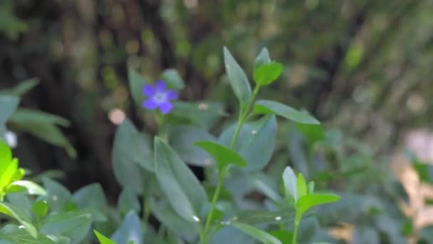 Фіолетова Квітка Восени — стокове відео