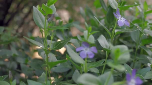 Flor Roxa Outono — Vídeo de Stock