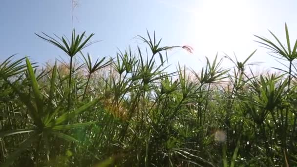 Papyrus Plants Udonthani Province Thailand — Αρχείο Βίντεο