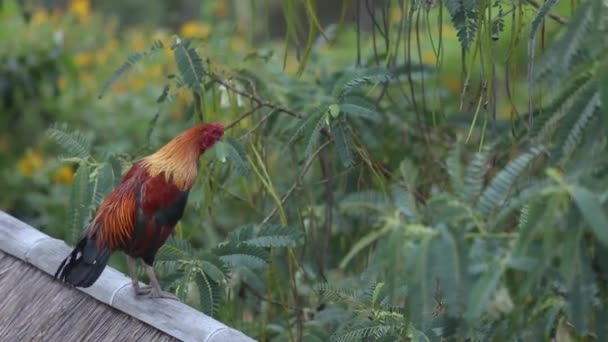 Cock Crow Morning Rooster Crow Morning Livestock Thailand — Stok video