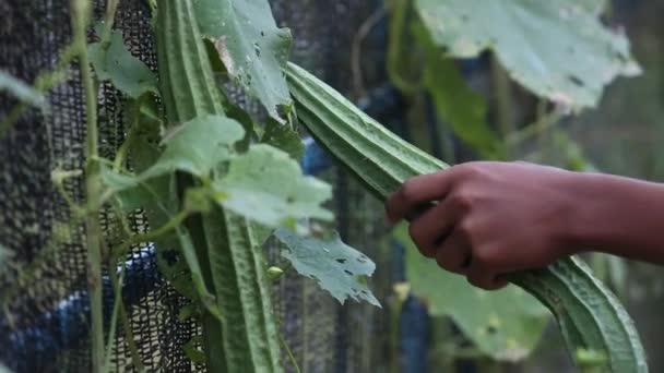 Zucchini Plant Thai Zucchini Plant — Stock video