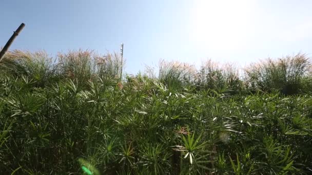 Papyrus Plants Udonthani Province Thailand — Vídeo de Stock