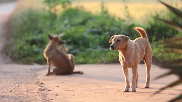 Dog Sunrise Loei Province Thailand — Vídeo de stock