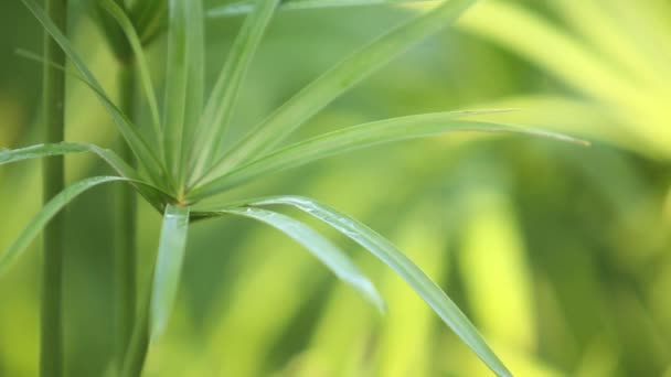 Papyrus Plants Udonthani Province Thailand — Vídeo de Stock