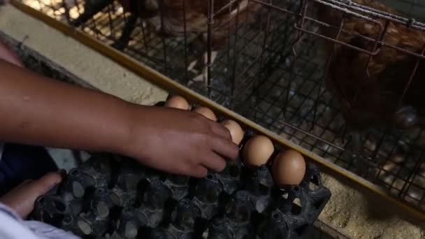 Collect Eggs Chicken Coop Thai Student Collect Eggs Chicken Coop — Vídeo de Stock