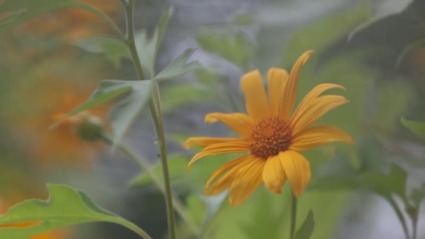 Marigold Flower Sunrise — Stockvideo