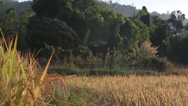 Motorized Trailer Rice Field Loei Province Thailand — Vídeo de stock