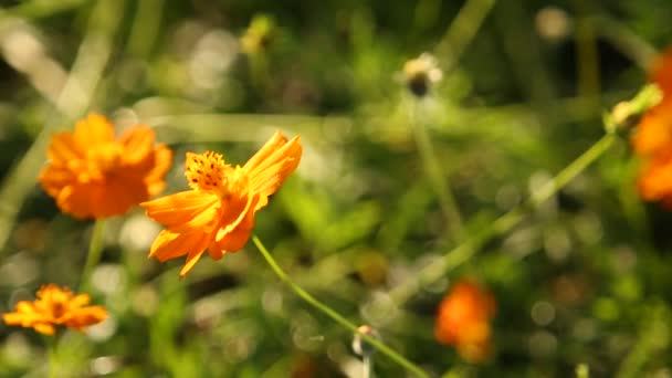 Marigold Flower Sunrise — Stockvideo