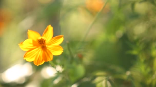 Marigold Flower Sunrise — Stockvideo