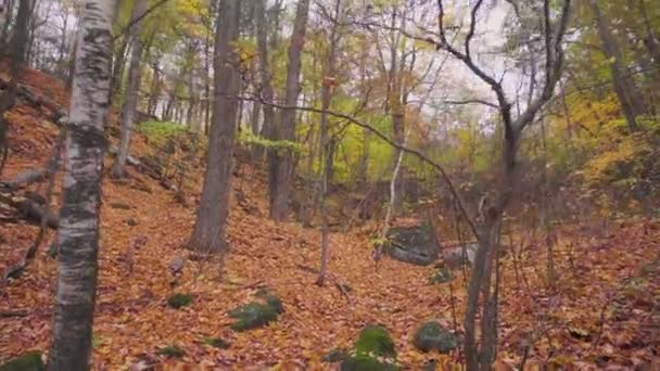 Walking Straight Trees Small Incline Trail Forest Lots Autumn Coloured — Stockvideo