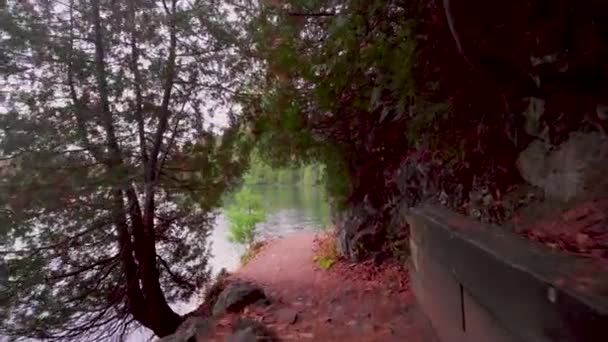 Walking Tree Rock Path Late Autumn Quebec Going Single Tree — Stock videók