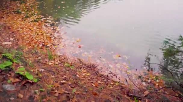 Дымчатый Восходящий Выстрел Земли Листьями Рядом Озеро Прямо Вид Озеро — стоковое видео