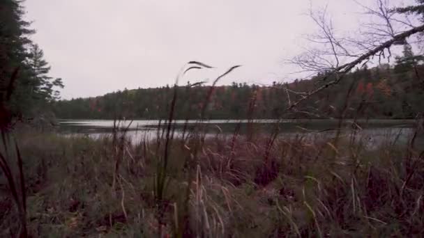 Slowly Left Moving Shot Foliage Cat Tails Lake Fall Coloured — Stock videók
