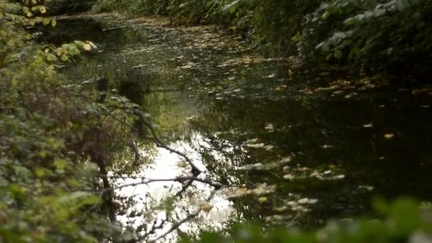 View Stream Countryside Green Park Woodland — Stockvideo