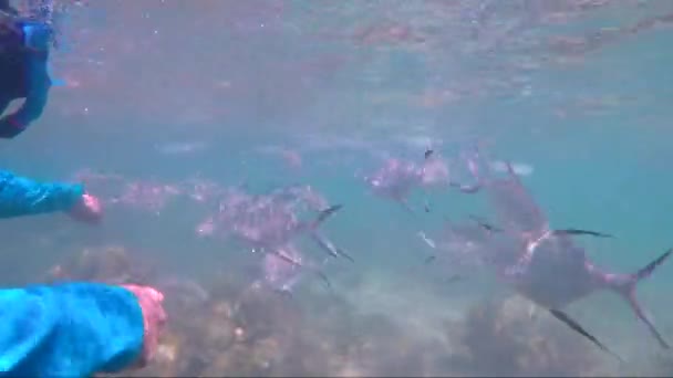 Underwater Footage Man Blue Shirt Surrounded Fish While Snorkelling Shallow — Vídeo de Stock