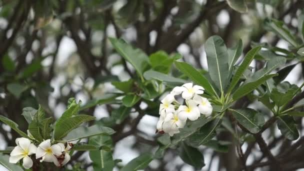 Plumeria Flowers South Thailand — Stockvideo