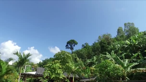 Banana Farm Banana Plantations — Video Stock