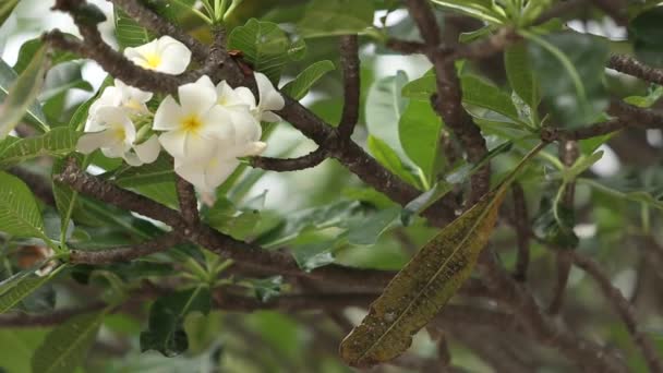 Plumeria Flowers South Thailand — 图库视频影像