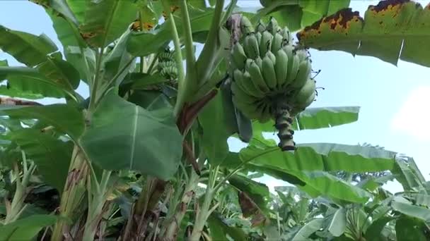 Banana Farm Banana Plantations — Stockvideo