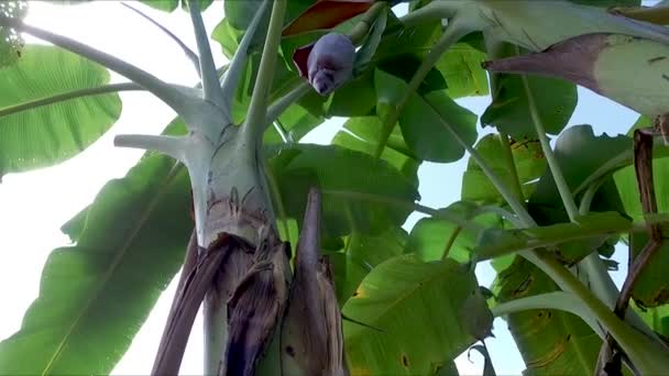 Banana Farm Banana Plantations — Vídeo de Stock