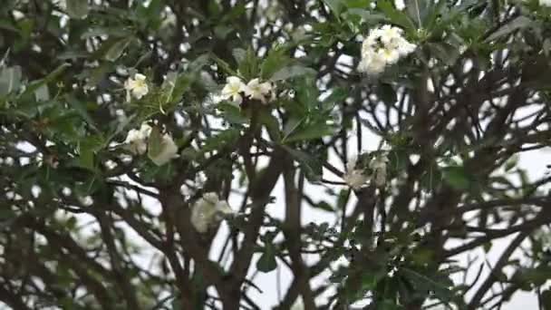 Tayland Güneyinde Plumeria Çiçekleri — Stok video