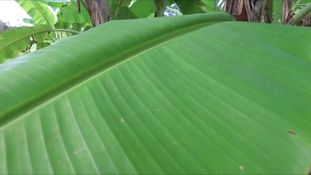 Banana Farm Banana Plantations — Stock video