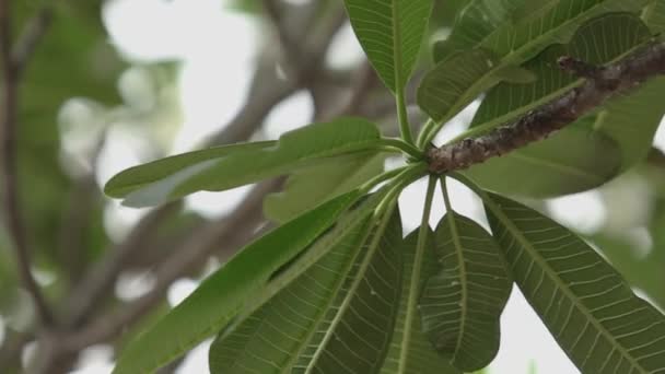 Plumeria Flowers South Thailand — Stok video