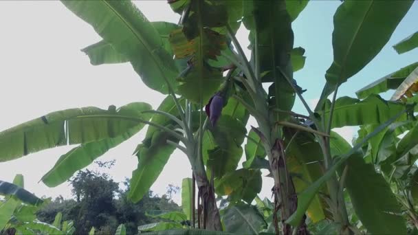 Banana Farm Banana Plantations — Stok video