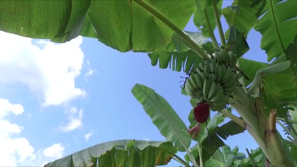 Banana Farm Banana Plantations — Vídeo de Stock