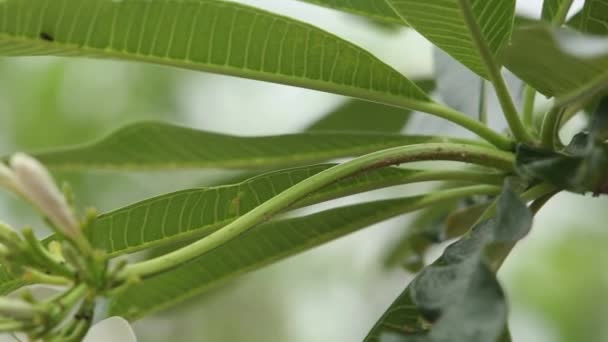 Tayland Güneyinde Plumeria Çiçekleri — Stok video