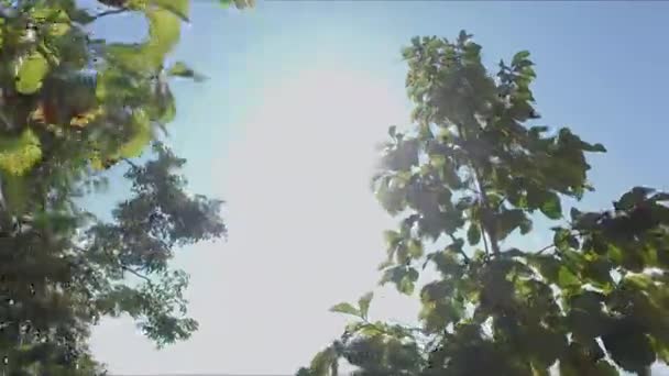 Teak Tree Sunrise — 비디오