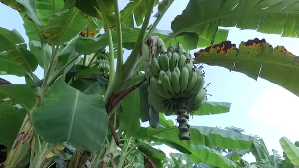 Banana Farm Banana Plantations — Vídeo de Stock