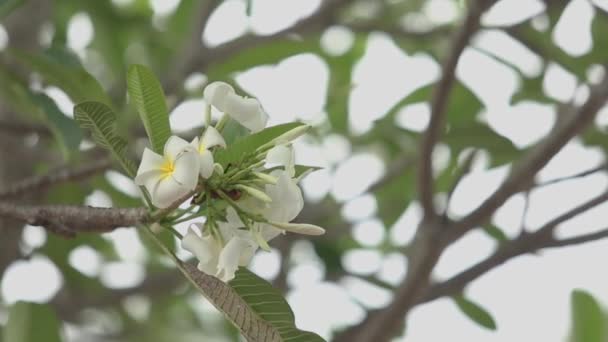 Plumeria Flowers South Thailand — Vídeos de Stock