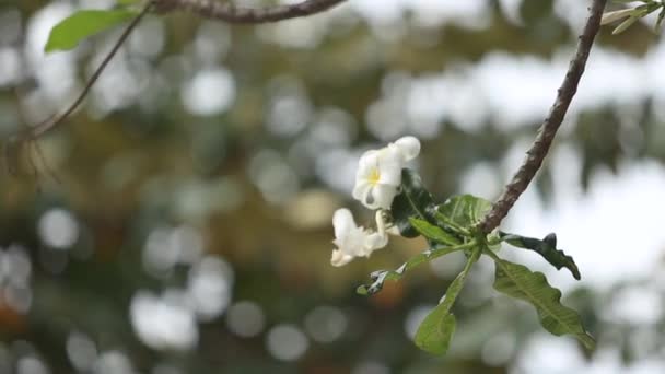 Plumeria Flowers South Thailand — Wideo stockowe