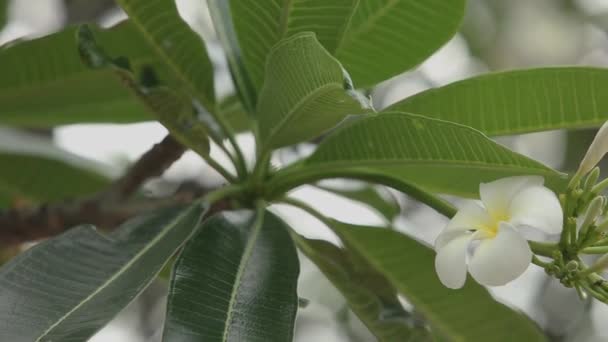 Plumeria Flowers South Thailand — Stockvideo