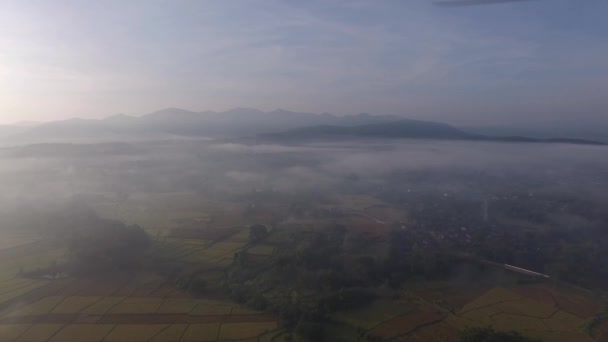 Rice Field Sunrise Aerial Shot Rice Field Sunrise — ストック動画