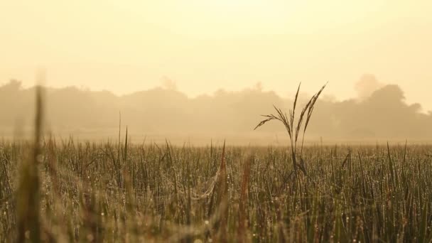 Rice Field Sunrise — Αρχείο Βίντεο