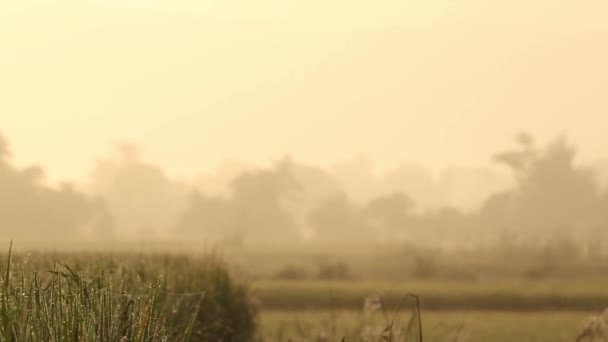 Rice Field Sunrise — Wideo stockowe