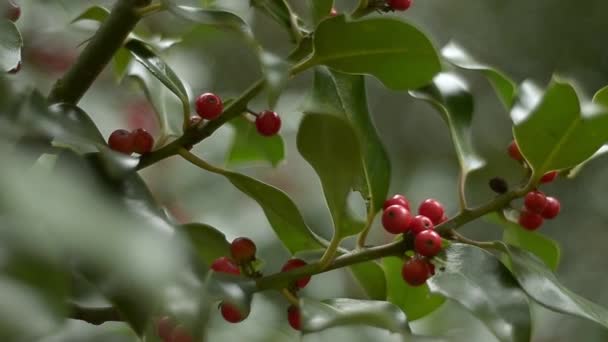 Holly Bush Red Berries Closeup Blow Breeze — Vídeo de Stock