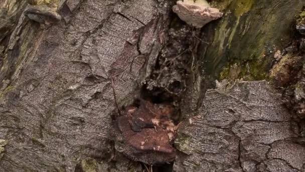 Fungi Grows Tree Trunk Outdoors — Vídeo de stock