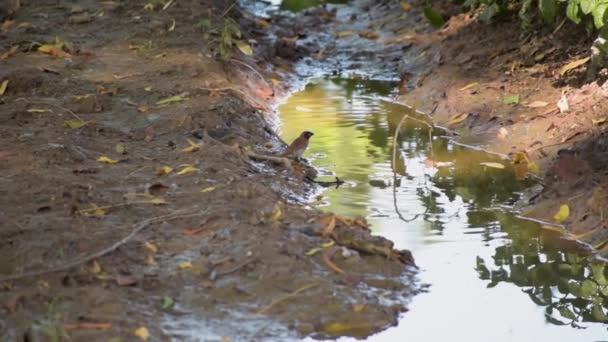 Scaly Breasted Munia Drinking Water — Stockvideo