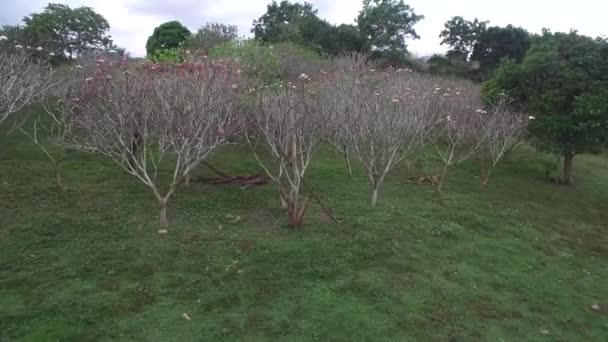 Plumeria Trees Top View — 图库视频影像