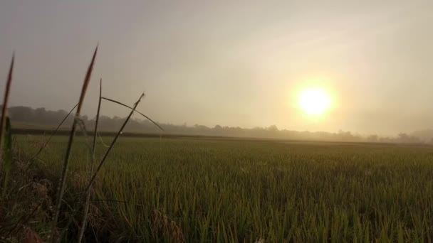 Rice Field Sunrise — Stock Video