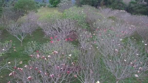 Plumeria Trees Top View — 图库视频影像