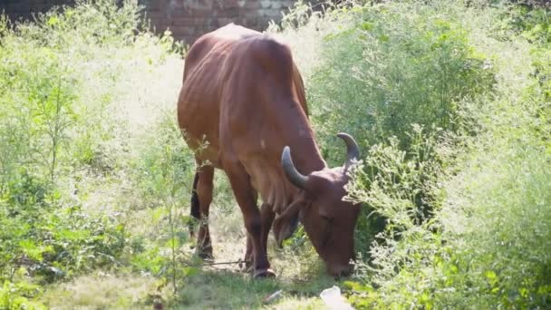 Indian Cow Eating Plants Trees — Stockvideo