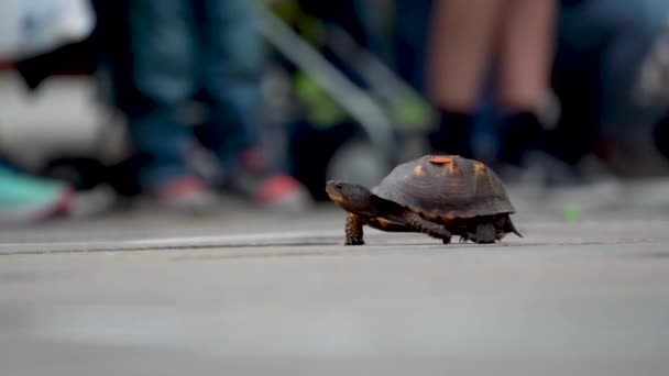 Turtle Races Finish Line Hand Reaches Picks Festival Small Rural — Stockvideo