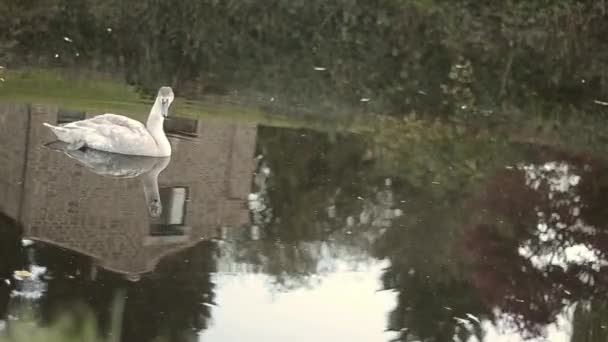 Young Swan Floating River Reflections — Stockvideo