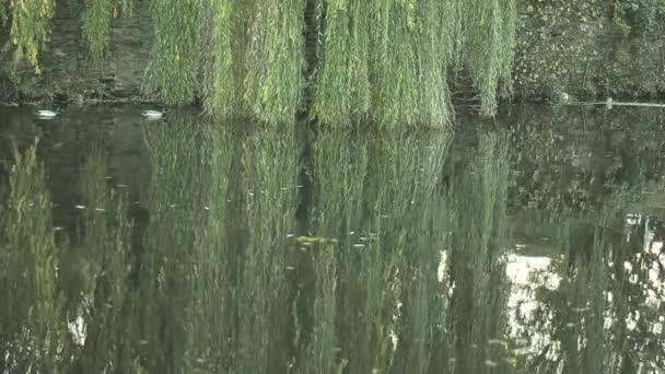 Willow Tree Reflecting Water Ducks — Stockvideo